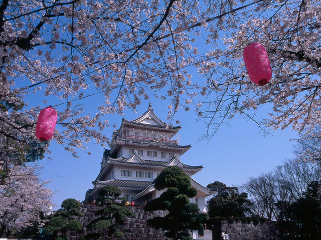 “Castle in Bloom: Cherry Blossoms and History at Inohana Park”