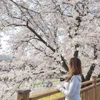 청주 봄 벚꽃 여행 성지 무심천 🌸🌸
