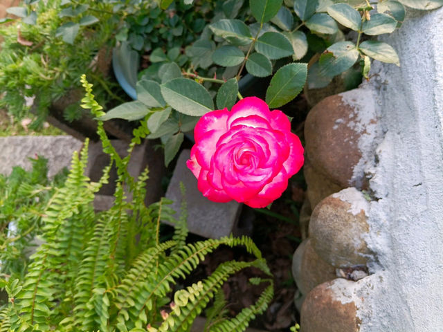 2025士林官邸花花特輯🌹🌷花都開好了🌸💐