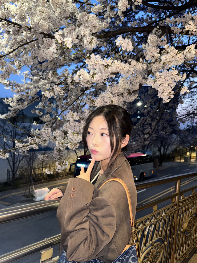 서울 벚꽃 명소 추천, 합정 벚꽃 명당 정리