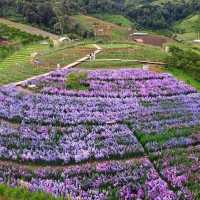 สวนดอกไม้ ป้างฮวา 🌺 l เชียงใหม่
