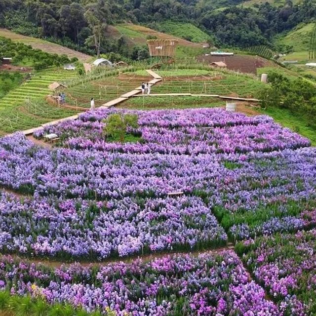 สวนดอกไม้ ป้างฮวา 🌺 l เชียงใหม่