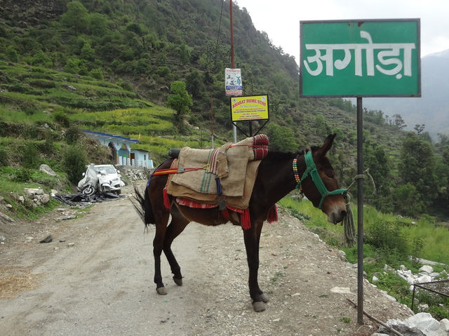 Dodital Trek—Hiking in Himalaya for the first time!