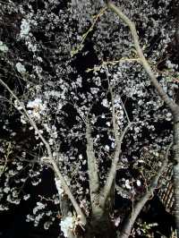 City Lights, Cool Vibes, and Petals on the Side