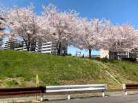 系田川櫻花道，大阪近郊江坂的市民親水河堤