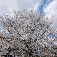 Total Spring Magic