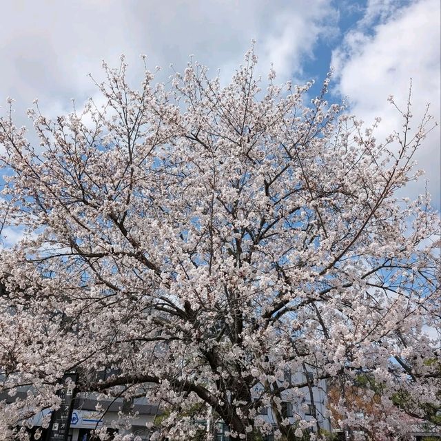 Total Spring Magic