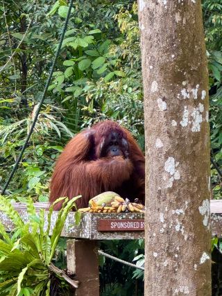 Semenggoh Orangutan Sanctuary — A Rare Encounter in Borneo