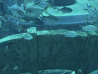 Vinpearl Sea Shell Aquarium