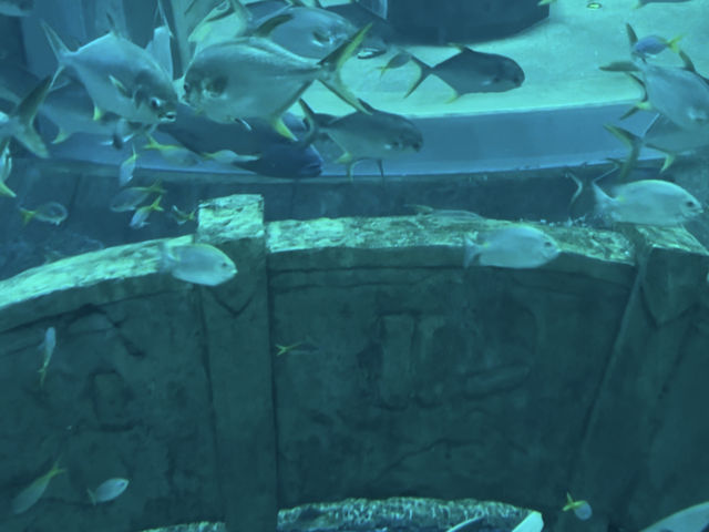Vinpearl Sea Shell Aquarium