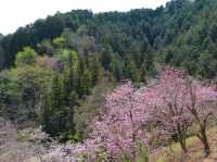 Cherry Blossoms Without the Chaos