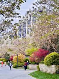 Cherry Blossoms in Concrete Dreams: A Spring Glimpse at 1000 Trees, Shanghai