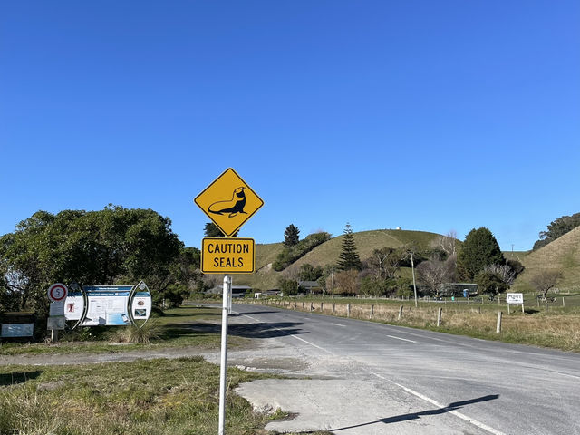 一頓龍蝦早餐開啟南島的藍｜Kaikoura 海岸半日小旅行