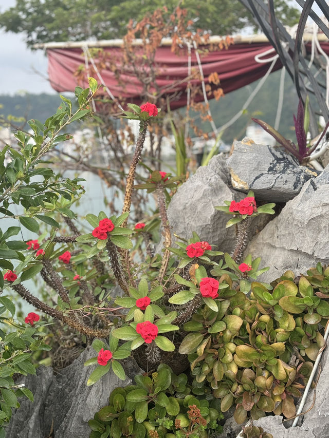 - Cát Bà - Đảo Khỉ 🇻🇳
