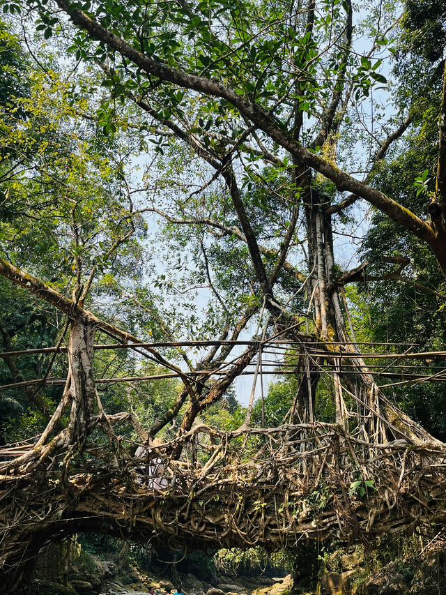 🌿 A Journey Through the Clouds: My Trip to Meghalaya