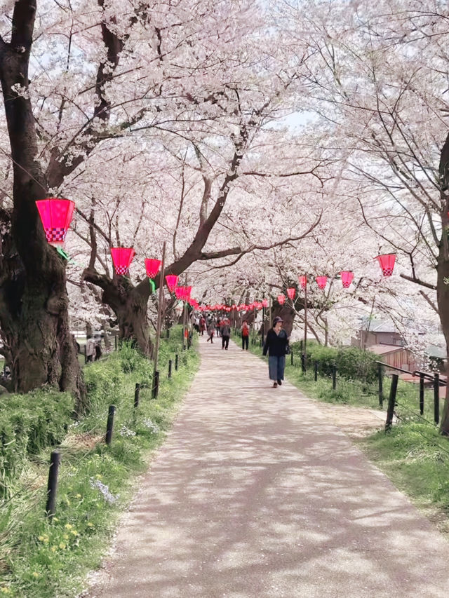 Sakura Tunnel Meets Rapeseed Sea – A Gongendo Dreamscape