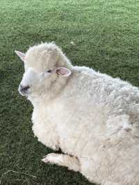 ฟาร์มแกะ ทุ่งสง  - นครศรีธรรมราช 🐑