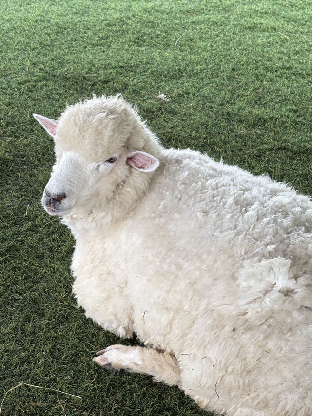 ฟาร์มแกะ ทุ่งสง  - นครศรีธรรมราช 🐑
