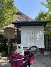 【日本🇯🇵京都】🐶と楽しむ京都