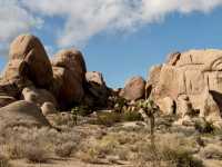 Hiking Among the Joshua Trees