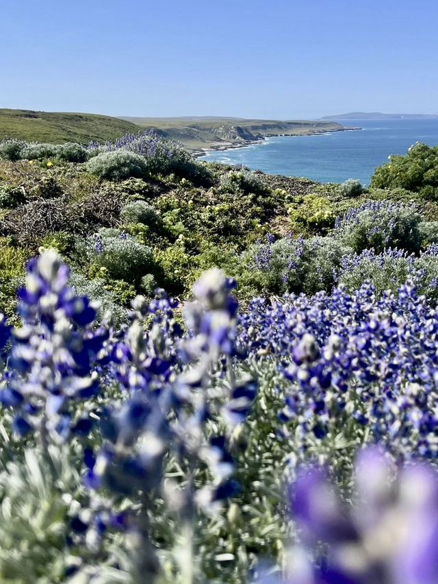 Channel Islands National Park