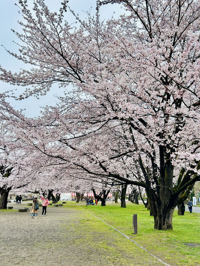春之旅～～～～仙台賞櫻🌸