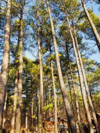 The Baekun Mountain Natural Recreation Fores