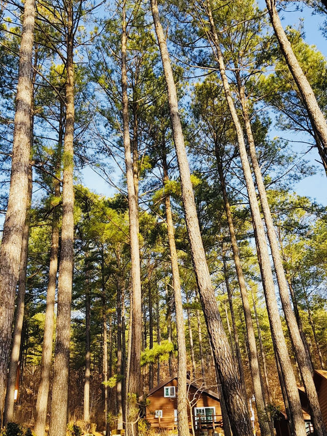 The Baekun Mountain Natural Recreation Fores