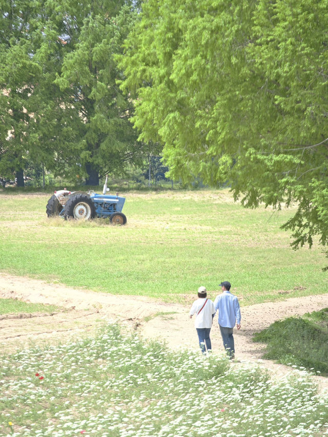 丘一面の春色パレット絶景に包まれる幸せな時間🌷🌼🌸※観光攻略情報付き