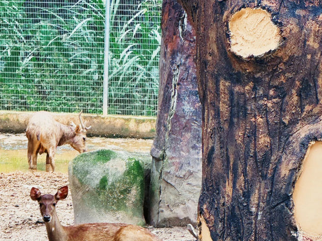 Take Some Time to Visit the Zoo 🐾