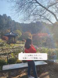 【ソウル近郊】ロケ地によくなる樹木園🌲