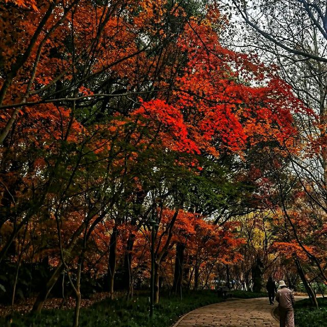 #ForestEscape – A Moment in Shanghai Gongqing Forest Park