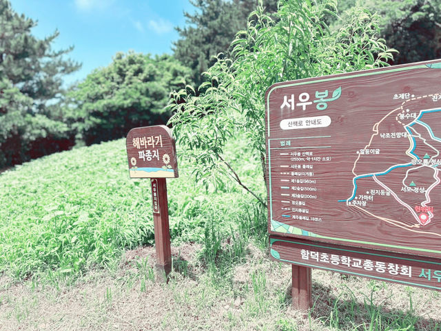 💟 여름의 메밀밭 여행