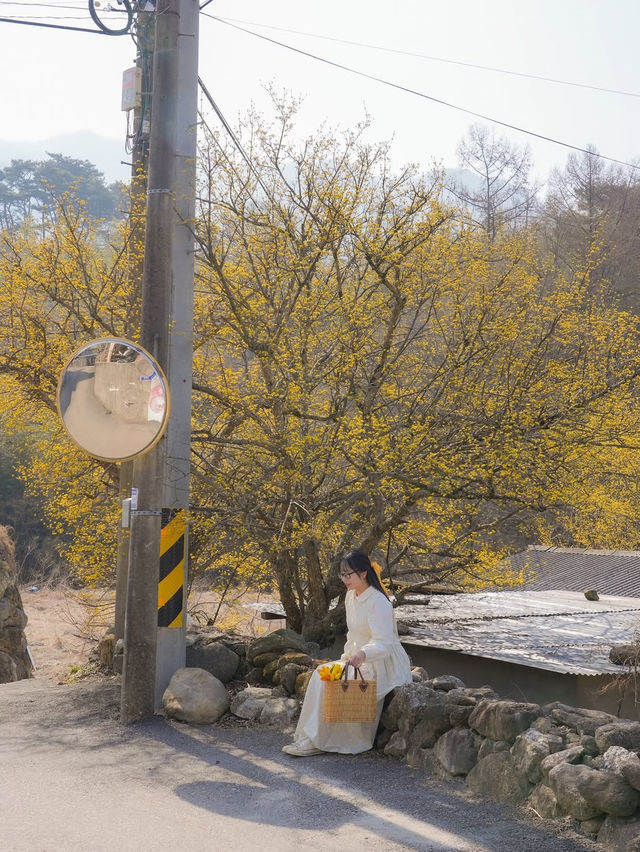  한적하게 만나기 좋은 가득 만개한 산수유 스팟🌼