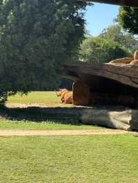 Australia Zoo is just a popular choice