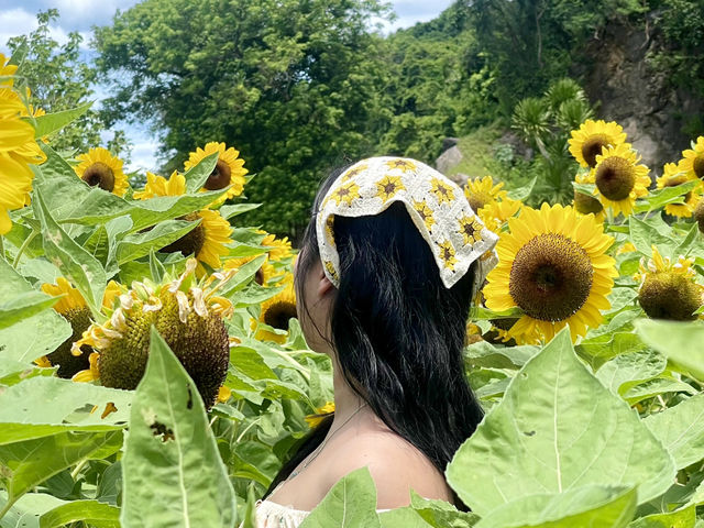 ทุ่งทานตะวันพัทลุง🌻