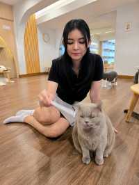 Mali Cat Cafe Bangsaen, Chonburi 