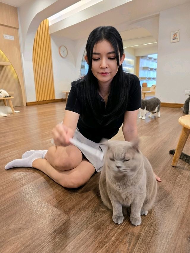 Mali Cat Cafe Bangsaen, Chonburi 