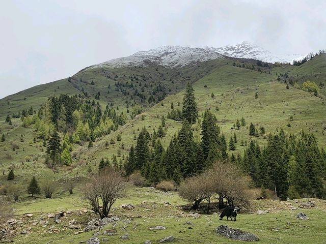 ⛰️ 𝑺𝒊𝒈𝒖𝒏𝒊𝒂𝒏𝒈𝒔𝒉𝒂𝒏 - Shuangqiaogou 