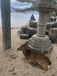 ⛩️【広島・宮島】神々と自然が宿る神秘の島で、心ほどけるひとときを🌿🌊