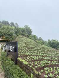 บ้านภูหมอก ยอดดอยม่อนแจ่ม
