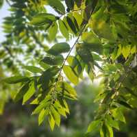 Soak in Nature at Whispering Cafe