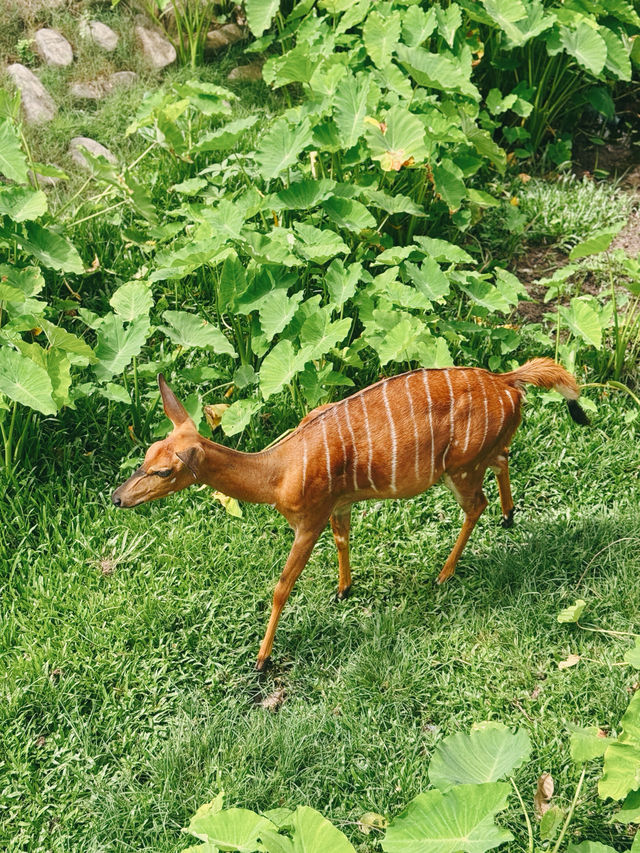 🌿🔥 走入野生奇蹟！綠山動物園大冒險！🌴🐘 🔥🌿