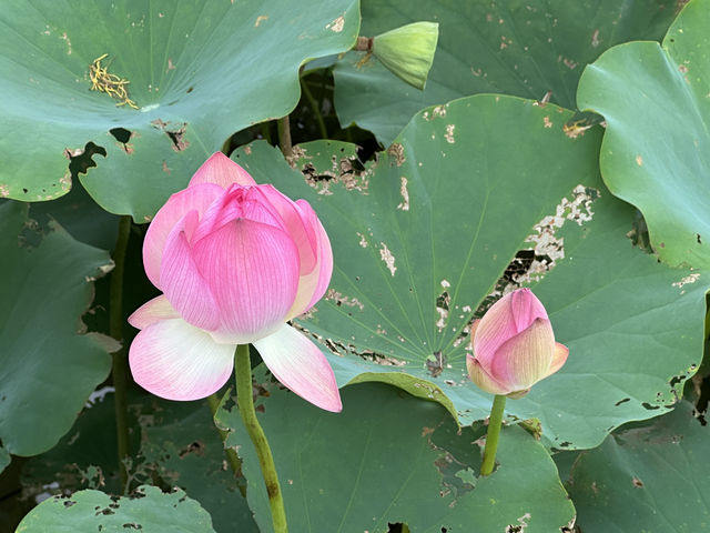 香港好去處 | 賞花 | 塱原自然生態公園 | 荷花