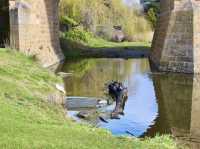 Where ducks wander and sandstone remembers: the slow beauty of Richmond Bridge