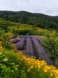 Purple Dreams at Jisepo Lavender Fields