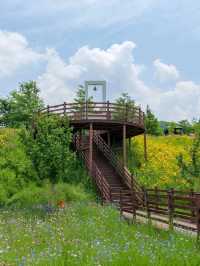 Flower Fields & Chill Walks in Haman’s Bloomy Wonderland