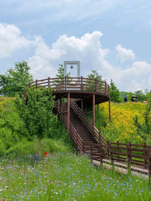 Flower Fields & Chill Walks in Haman’s Bloomy Wonderland