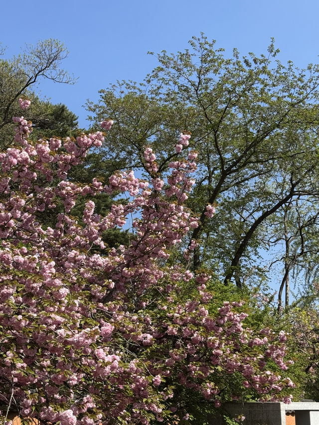 🌸 봄에 걷기 좋은 여행지 추천