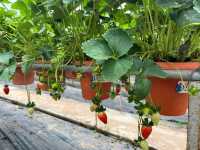 🍓Not Just Strawberries — Big Strawberry Farm, Cameron Highlands